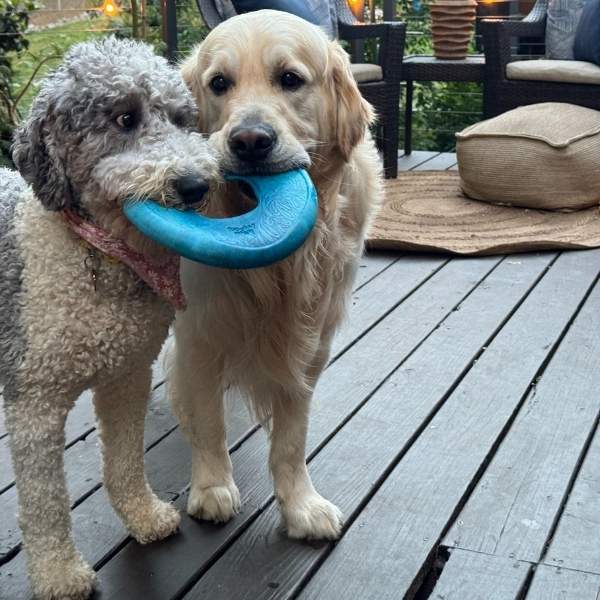2 dogs playing with a toy 2 dogs playing with a toy.
