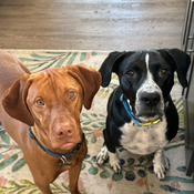 a vizsla dog and black & white dog.