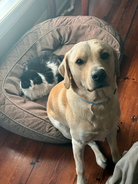 cat and dog.