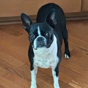 boston terrier dog.