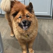 smiling chow dog.