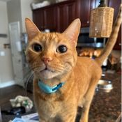 ginger cat.