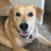 happy labrador retriever.