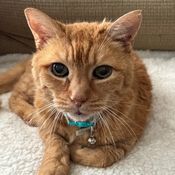 yellow cat.