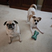 happy labrador retriever.